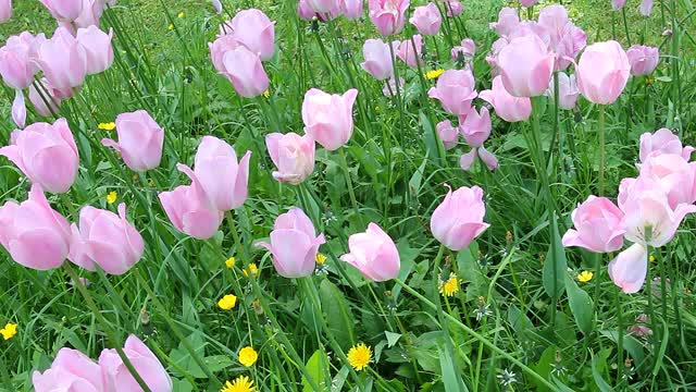 粉红色郁金香花园里娇嫩的装饰性花朵。视频素材