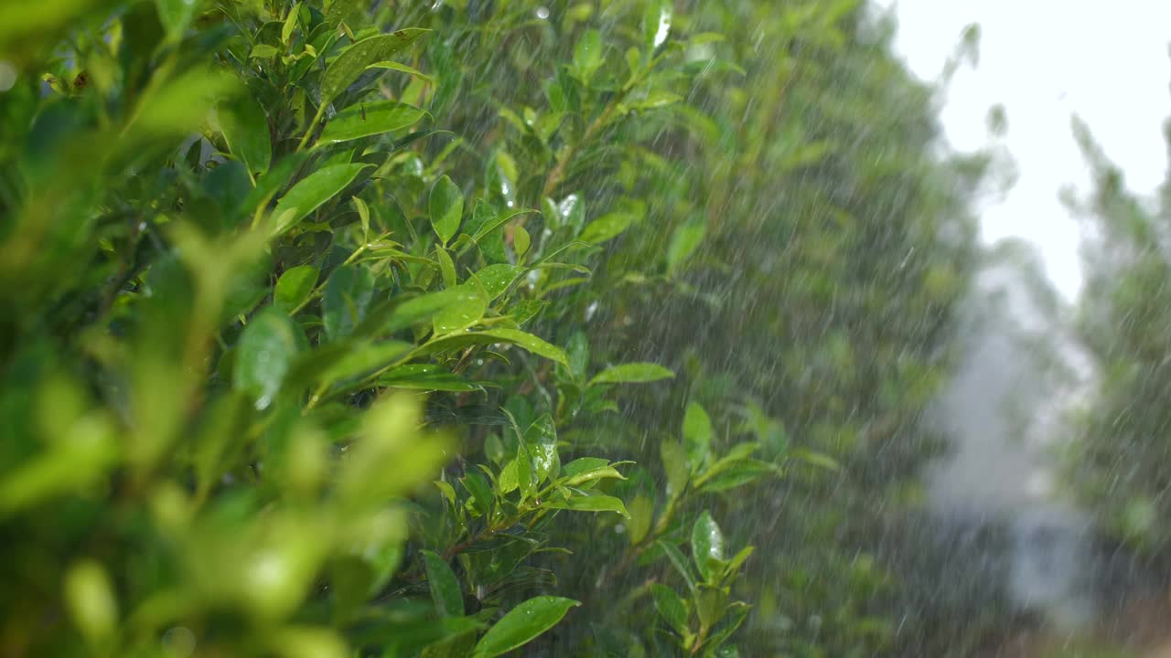 慢镜头洒水车把水溅到一片新鲜的草地上视频素材