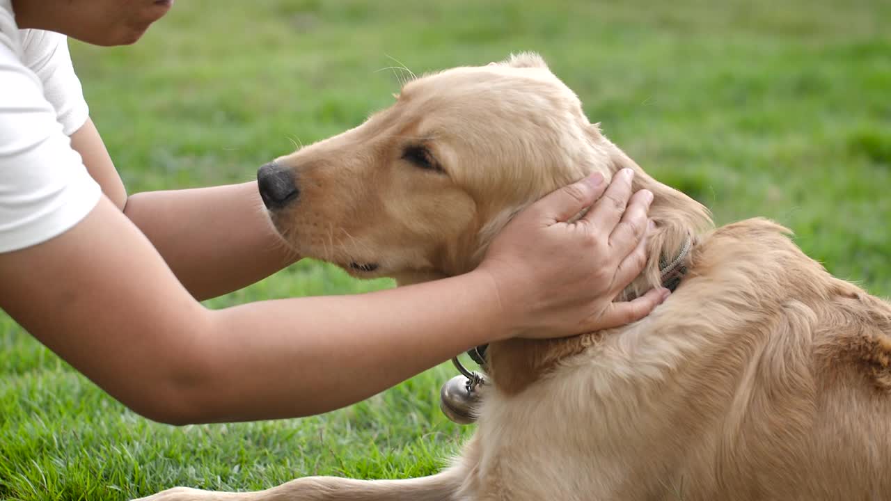 慢动作的女人的手抚摸着金毛犬的头作为宠物和生活方式的概念，选择对焦浅景深视频素材