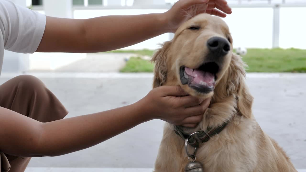 慢动作的女人的手抚摸着金毛犬的头作为宠物和生活方式的概念，选择对焦浅景深视频素材