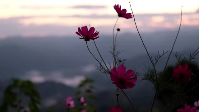 慢镜头的多彩的宇宙花盛开在花园里，以模糊的山景为背景视频素材