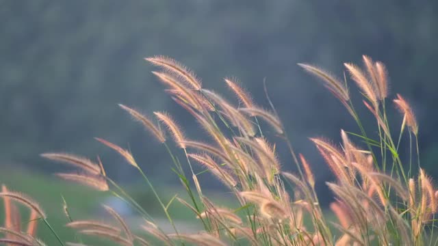 慢动作的草或草花在风中摇曳视频素材