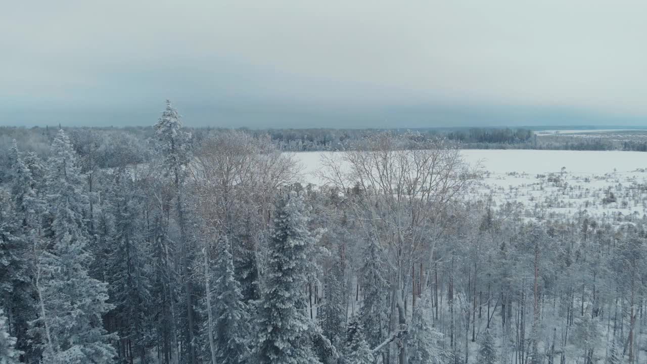 在一片针叶林地区的雪地里，一架无人机飞过冰冻的树木，触摸着树梢视频素材