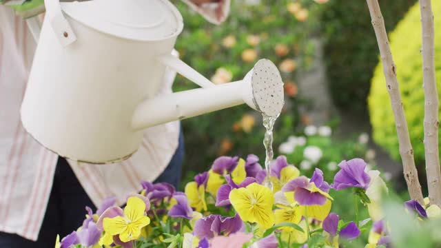 中部的高级非洲裔美国妇女穿着浇水植物在花园里视频素材