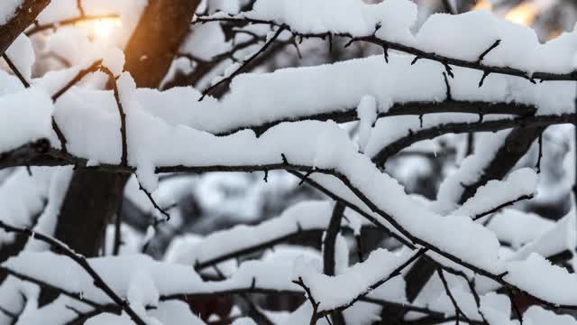 树上的雪视频素材