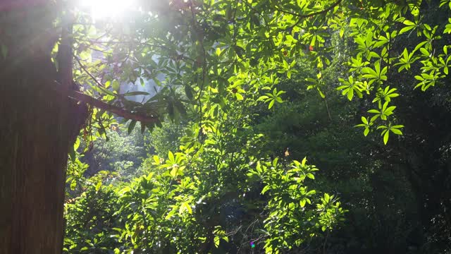 热带雨林中有阳光的树视频素材