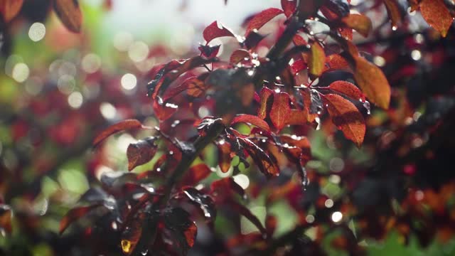 在明媚的夏日阳光下，梨花枝头的红叶上缀满了闪亮的雨滴视频素材