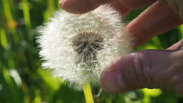 带有绒毛种子的蒲公英在春天幼小。视频素材