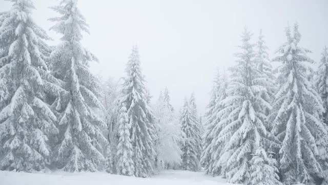 冬天的森林被雪覆盖视频素材