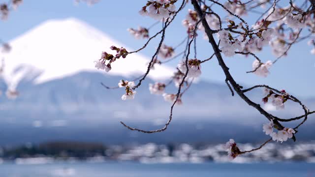 富士山上的川口湖和樱花(平移/机架聚焦)视频素材