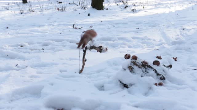 有趣的松鼠在雪中拿了一个坚果视频素材