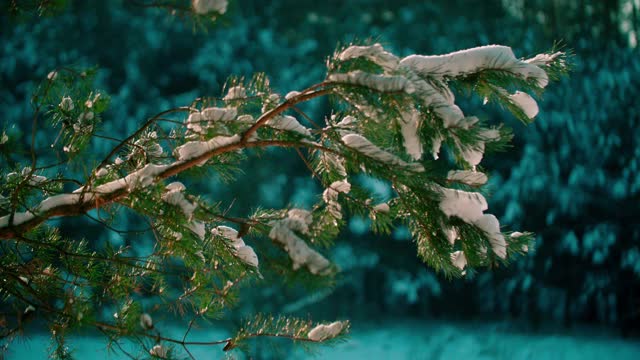 雪花在阳光下飘落，落在树枝上视频素材