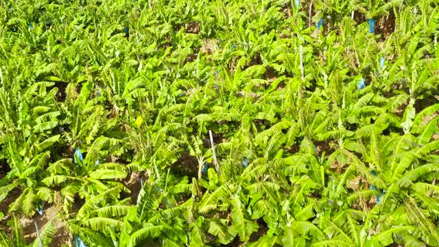 菲律宾棉兰老岛的香蕉种植园视频素材