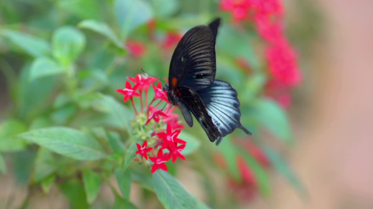 花上的蝴蝶4k慢镜头60fps视频素材