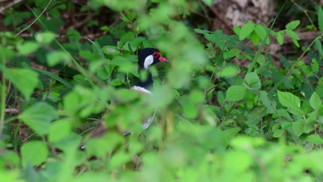 红垂田凫，Vanellus indicus，泰国keng Krachan国家公园;在草和植物的4K镜头。视频素材