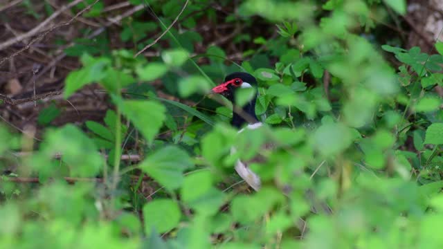 红垂田凫，Vanellus indicus，泰国keng Krachan国家公园;在草和植物的4K镜头。视频下载