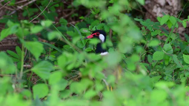 红垂田凫，Vanellus indicus，泰国keng Krachan国家公园;在草和植物的4K镜头。视频素材