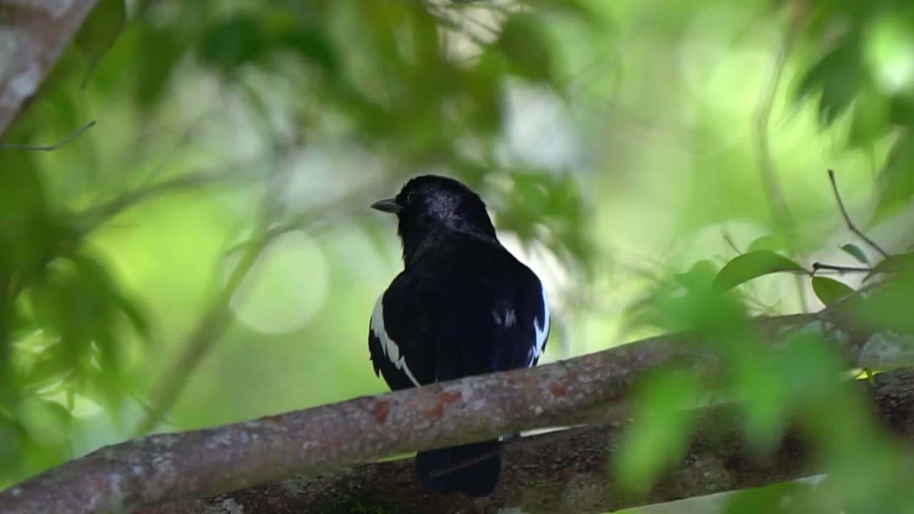 东方magpie-robin鸟视频素材