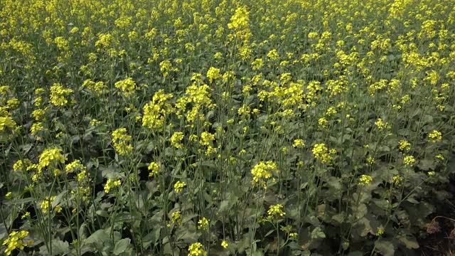 西孟加拉邦舒缓眼睛的芥菜田视频素材