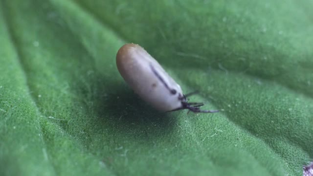 寄生在绿叶上的一种危险的寄生虫和感染带菌者视频素材