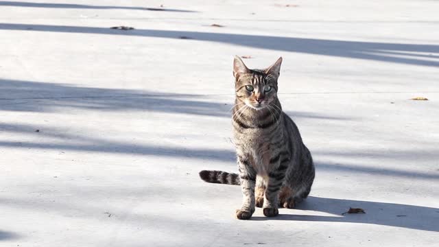 流浪猫的肖像。视频素材