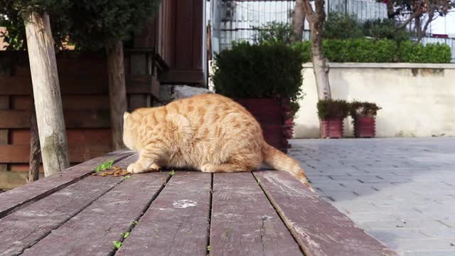 流浪猫吃粒状的猫粮。视频素材