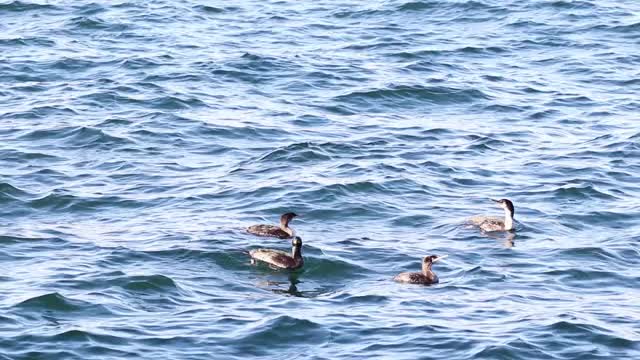 大鸬鹚在海里游泳。视频素材