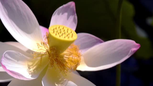 莲花视频素材