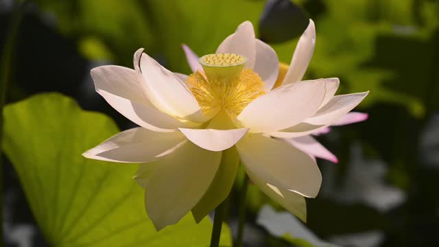 莲花视频素材