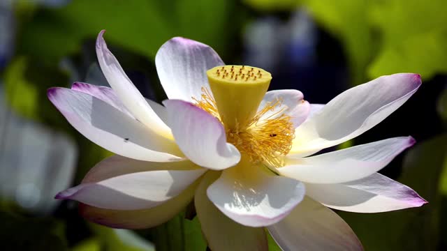 莲花视频素材