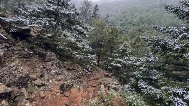 雪覆盖的森林视频下载