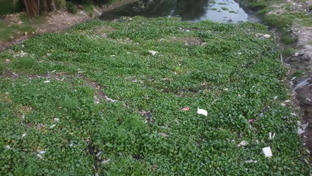 飞越有绿色植物和污染的河流视频素材