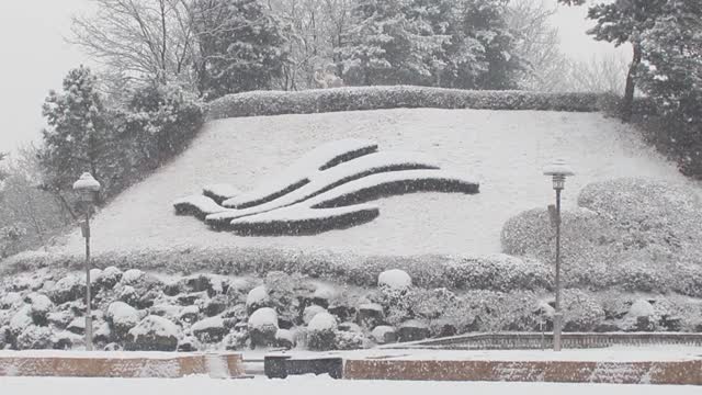 雪地和树木的景色，在一个公园在冬天视频素材