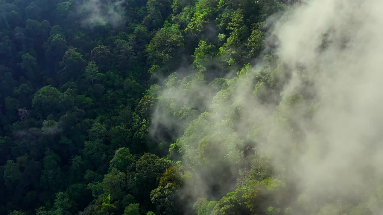 婆罗洲热带雨林或婆罗洲丛林视频素材