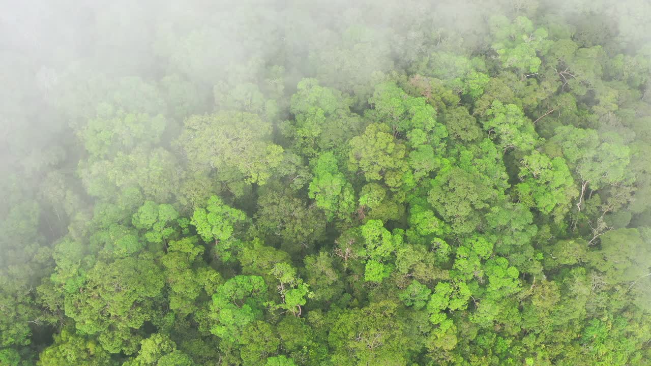 婆罗洲热带雨林或婆罗洲丛林视频素材