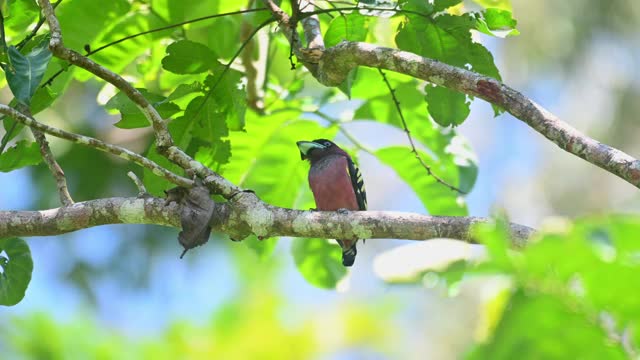 带状宽喙雀，Eurylaimus javanicus, Khao Yai国家公园，泰国;嘴里有食物。视频素材