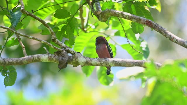 带状宽喙雀，Eurylaimus javanicus, Khao Yai国家公园，泰国;嘴里有食物。视频素材