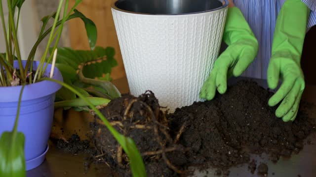 一个戴绿手套的女孩把一株室内植物移植到一个白色的花盆里视频素材