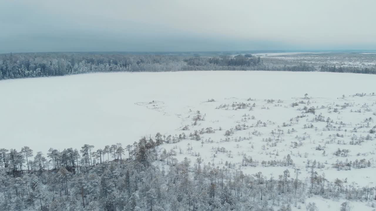 无人机飞过白雪覆盖的针叶林冻土沼泽，被冰雪覆盖，常青树在雪下。西伯利亚冬天视频素材