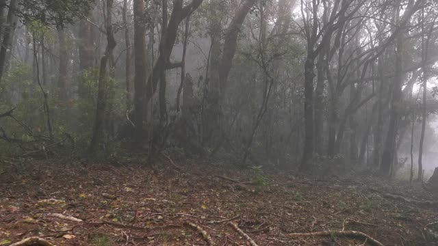 印度泰米尔纳德邦金纳科莱的迷雾森林视频素材