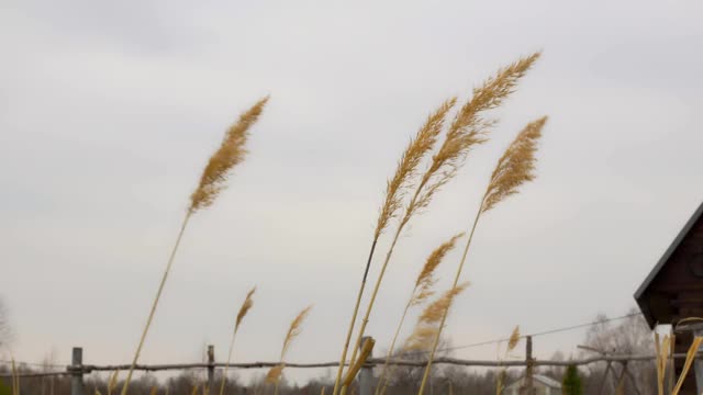 干芦苇的种子在风中摇摆。农村景观视频素材