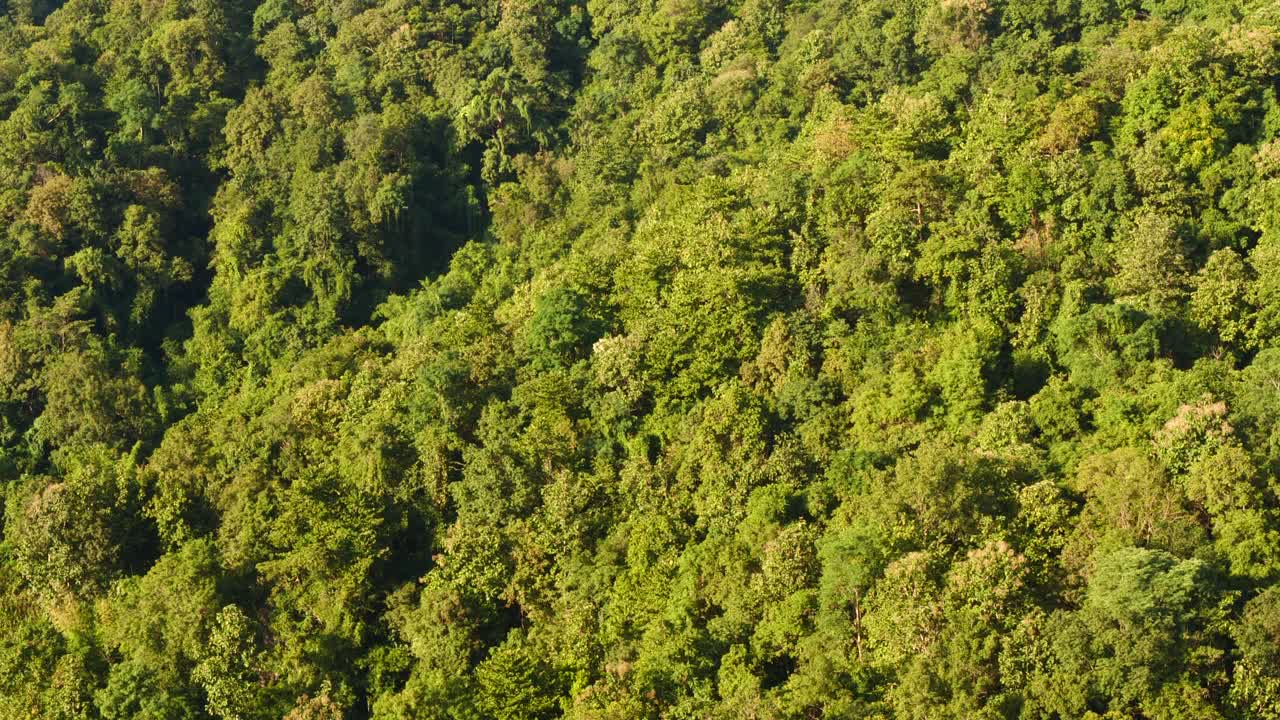 鸟瞰图森林绿树顶视图自然从上面的背景景观野生绿化复制空间。俯视图热带雨林生态环境。大自然热带雨林，热带常绿丛林视频素材