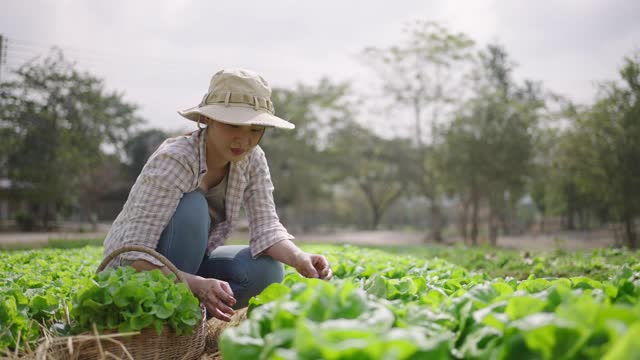 亚洲一名妇女在蔬菜地里收割莴苣视频素材