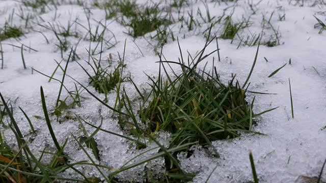 融化的雪下的草坪上嫩绿的小草视频素材