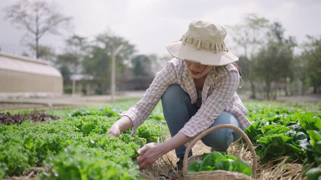 亚洲一名妇女在蔬菜地里收割莴苣视频素材