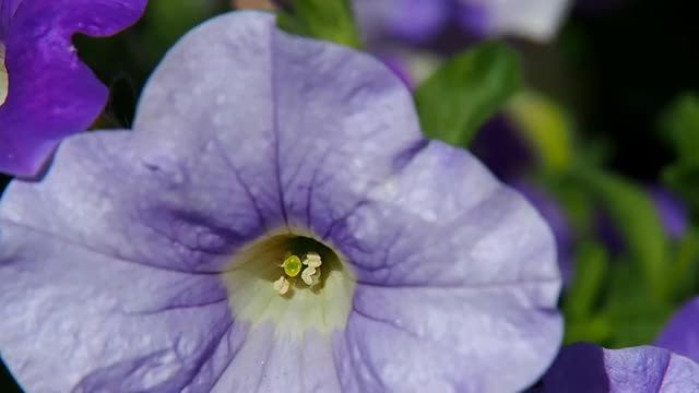 风中矮牵牛花的丁香花序。视频素材