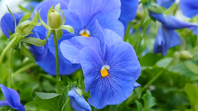 风中矮牵牛花的丁香花序。视频素材