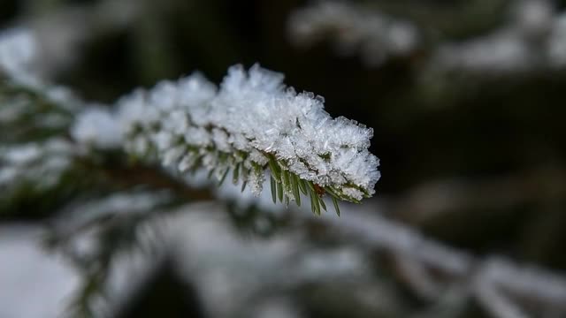 云杉树枝上覆盖着雪视频素材