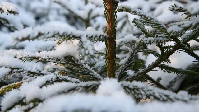 云杉树枝上覆盖着雪视频素材