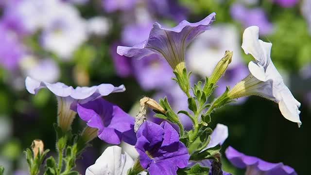 风中矮牵牛花的丁香花序。视频素材